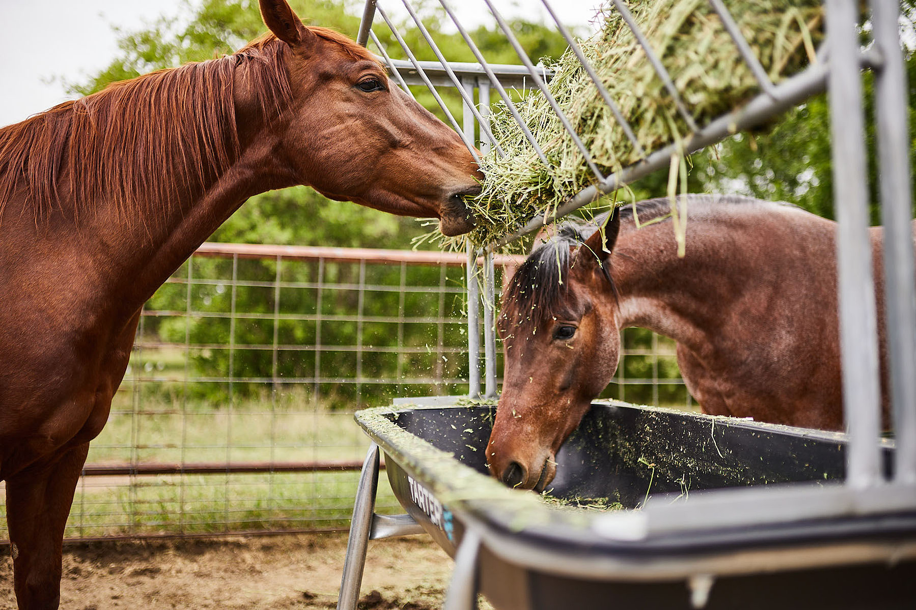 Two chestnut horses feed from a raised metal hay basket beside a galvanized tank.
