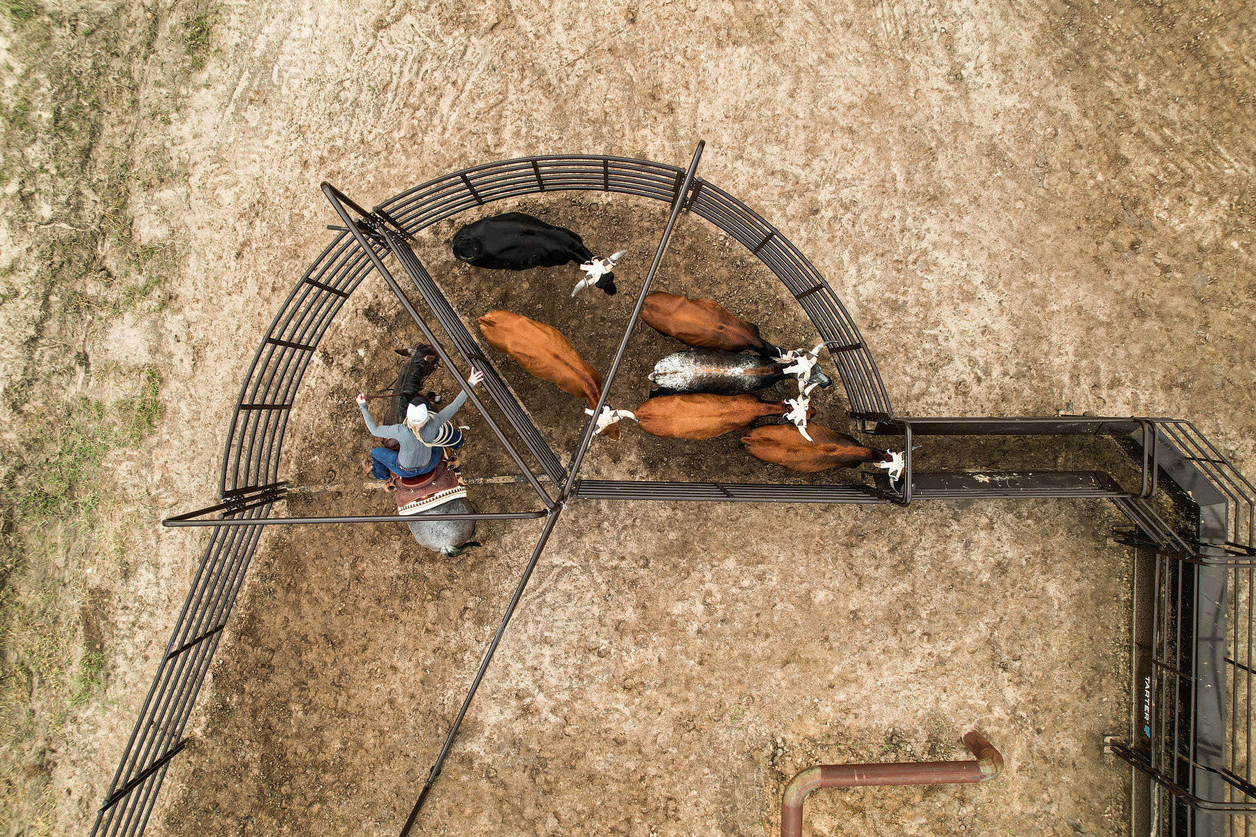 An overhead view shows cattle and handlers moving through curved livestock panels.