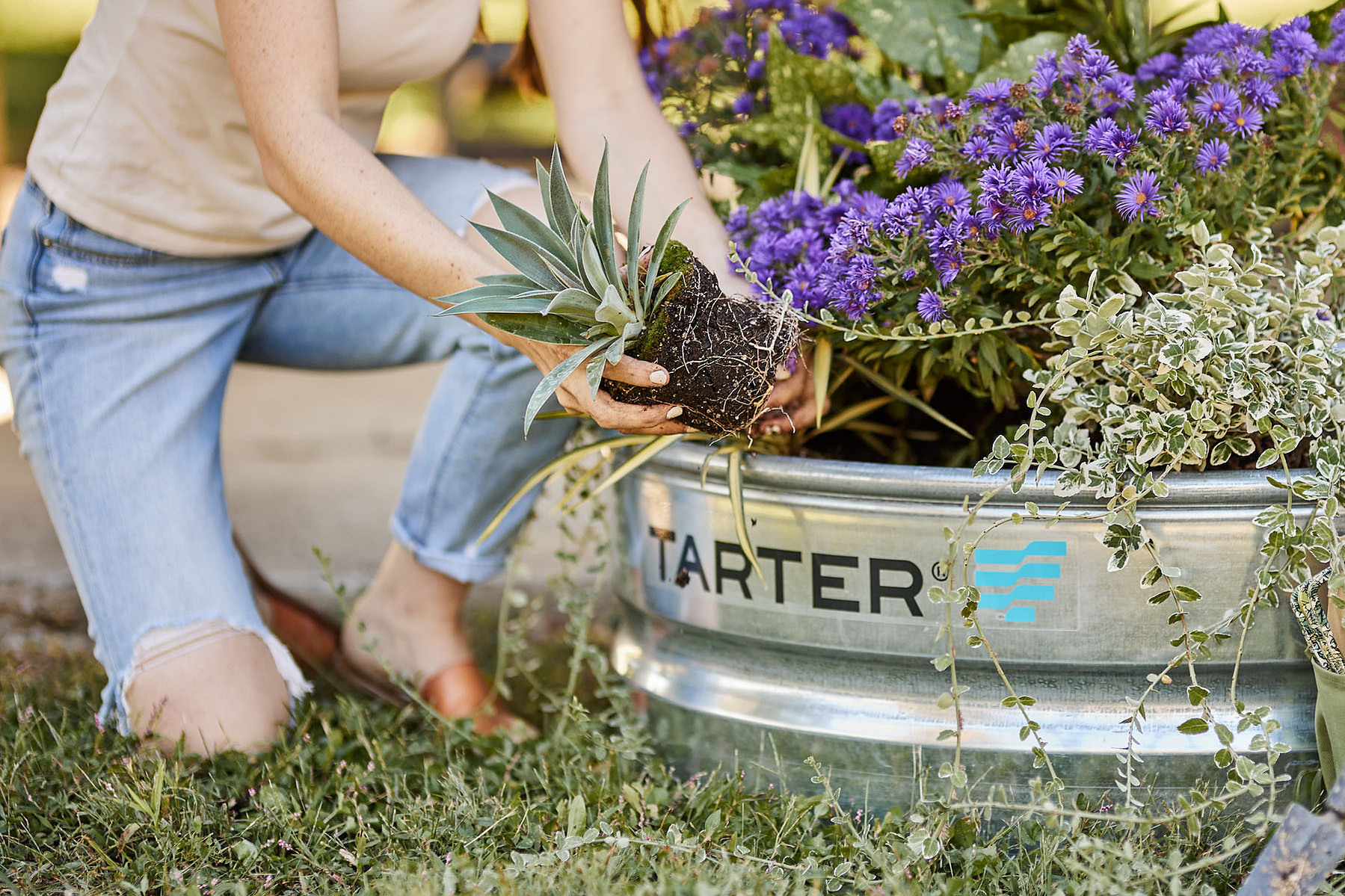 Hands position a succulent beside purple flowers in a galvanized stock-tank planter.