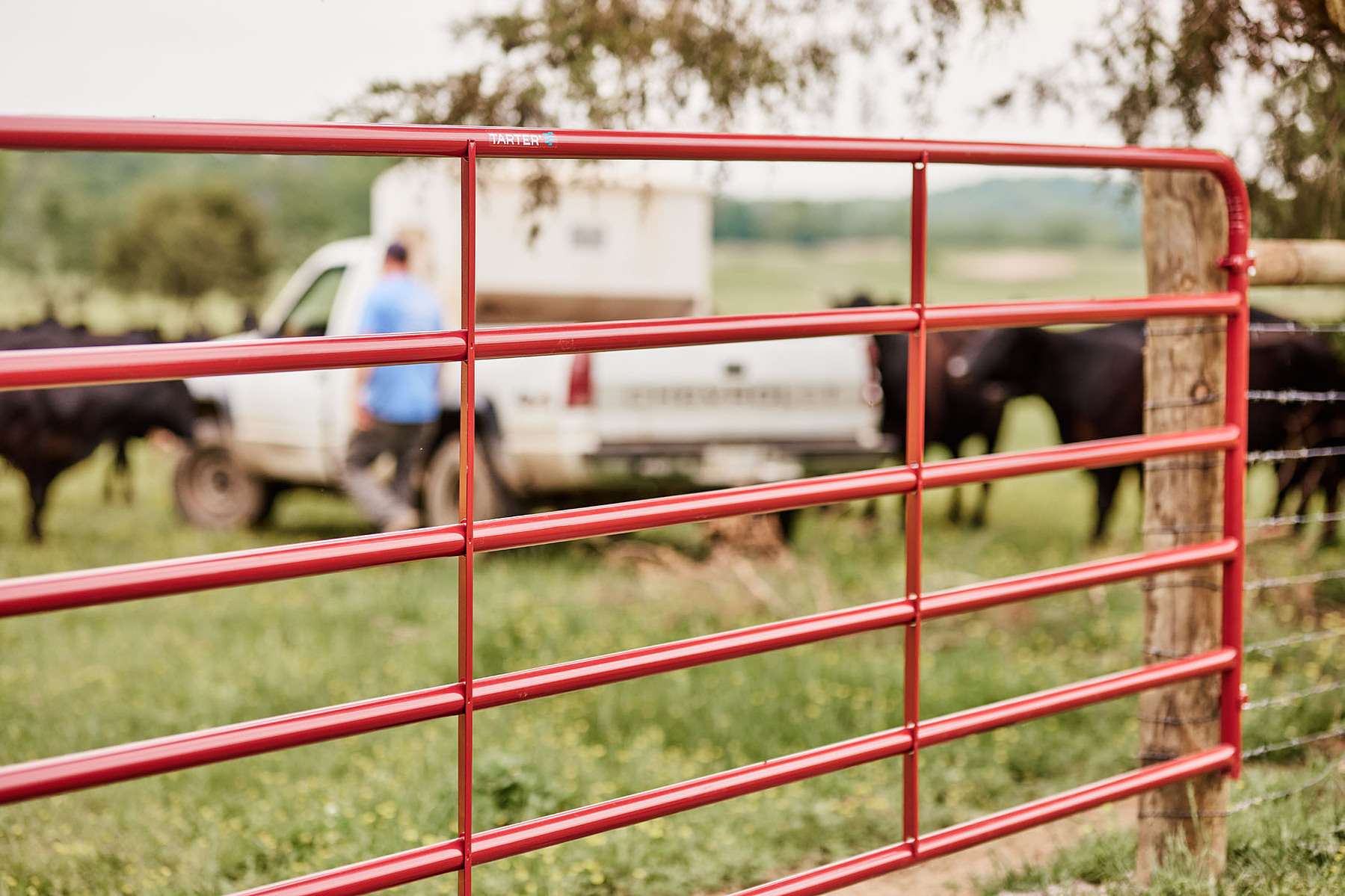 Red tubular gate rails fill the foreground, with a farmer and livestock trailer beyond.