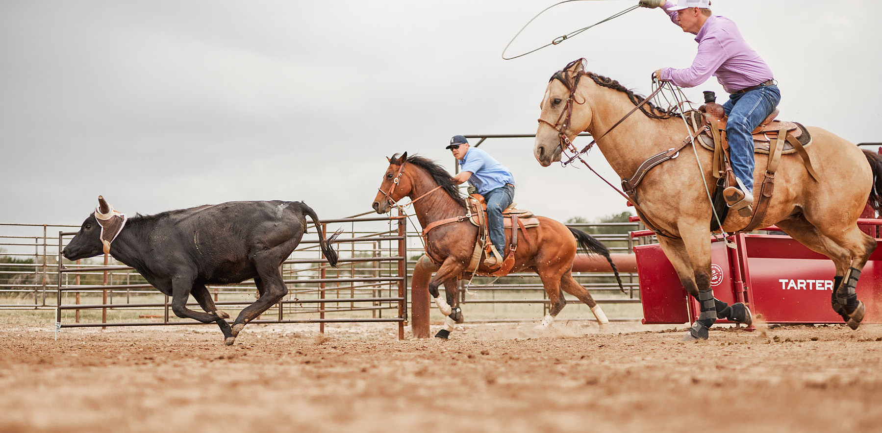 Two riders on horseback follow a steer through a fenced dirt arena.