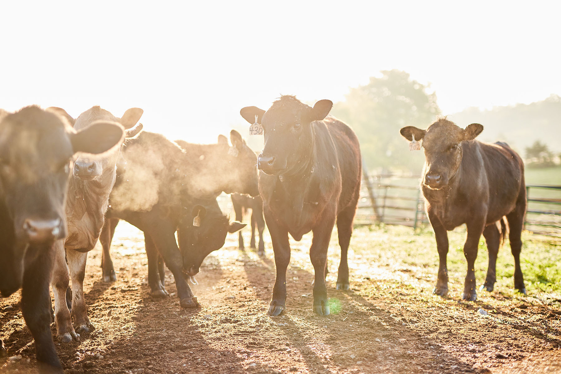 A group of cattle faces the camera as low sunlight illuminates dust around their legs.