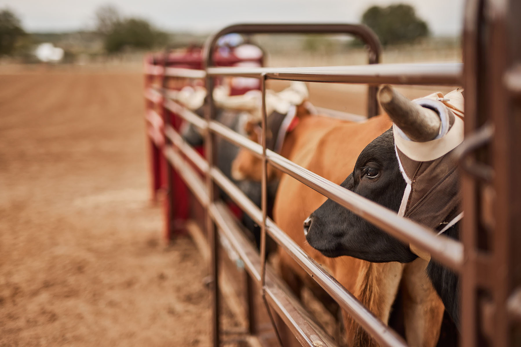 A brown-and-white cow wears a halter behind red corral panels, with more cattle beyond.