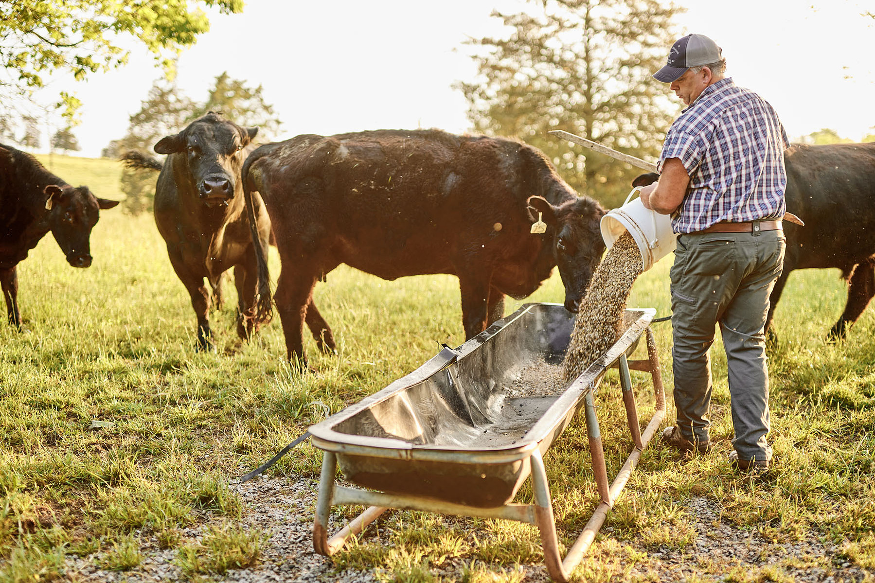 A farmer pours feed toward a wheelbarrow as cattle watch in a grassy pasture.