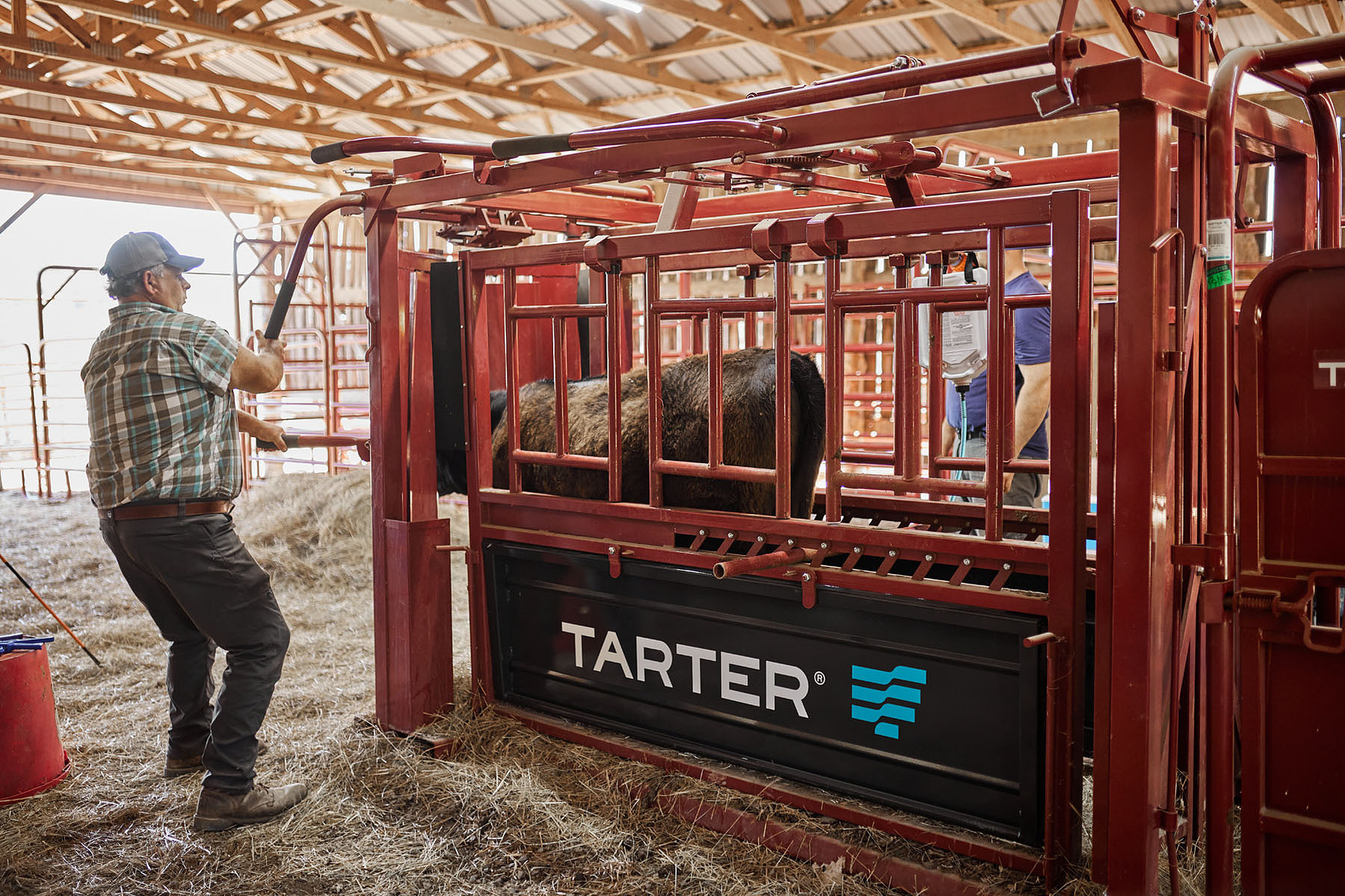 Two people work beside a red Tarter cattle squeeze chute inside a sunlit barn.