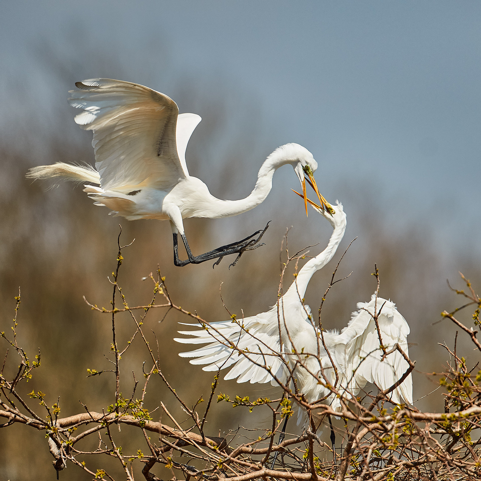 Two white egrets spread their wings among thin branches against a softly blurred background.