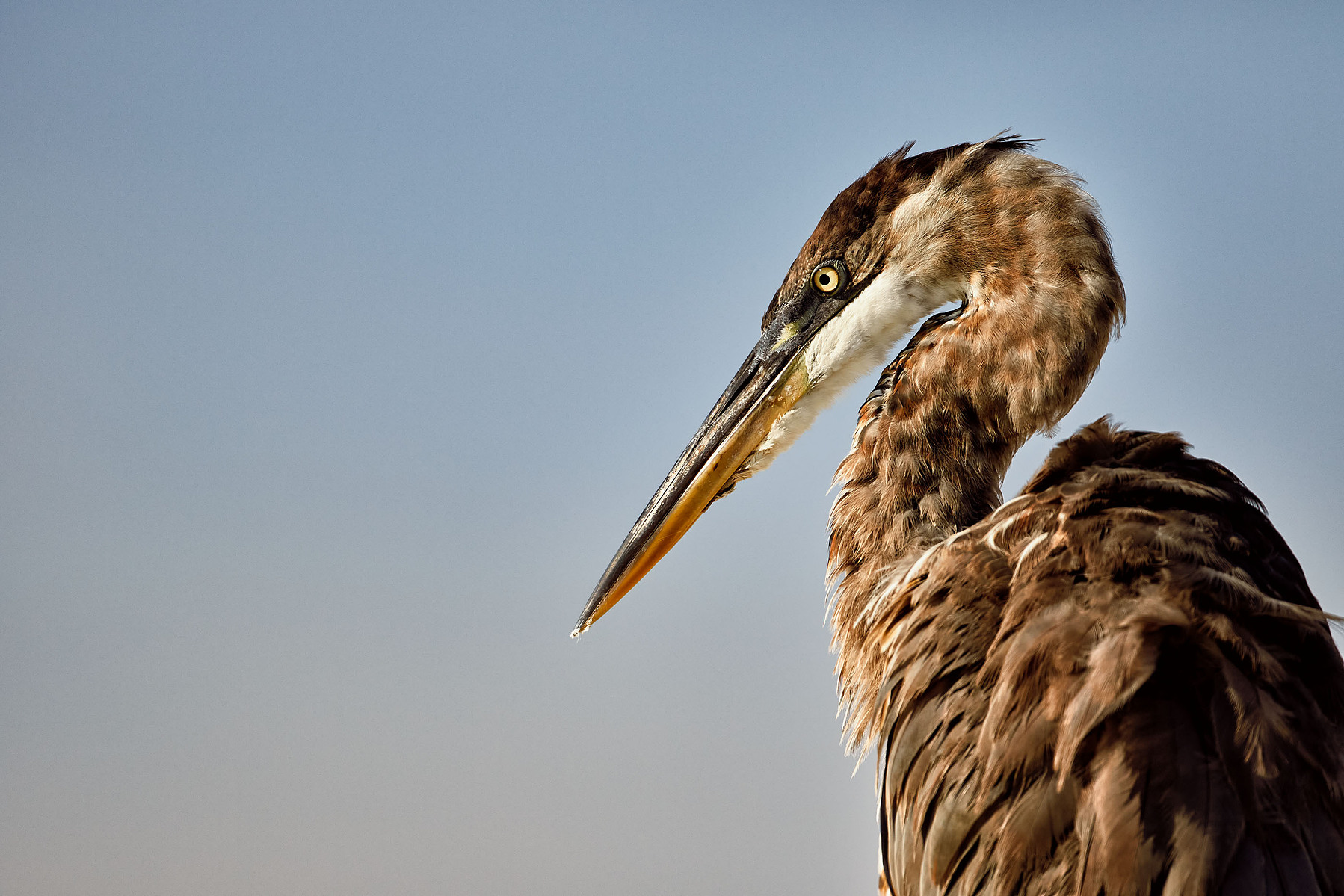 A close-up profile of a brown heron with a long beak against a muted blue background.