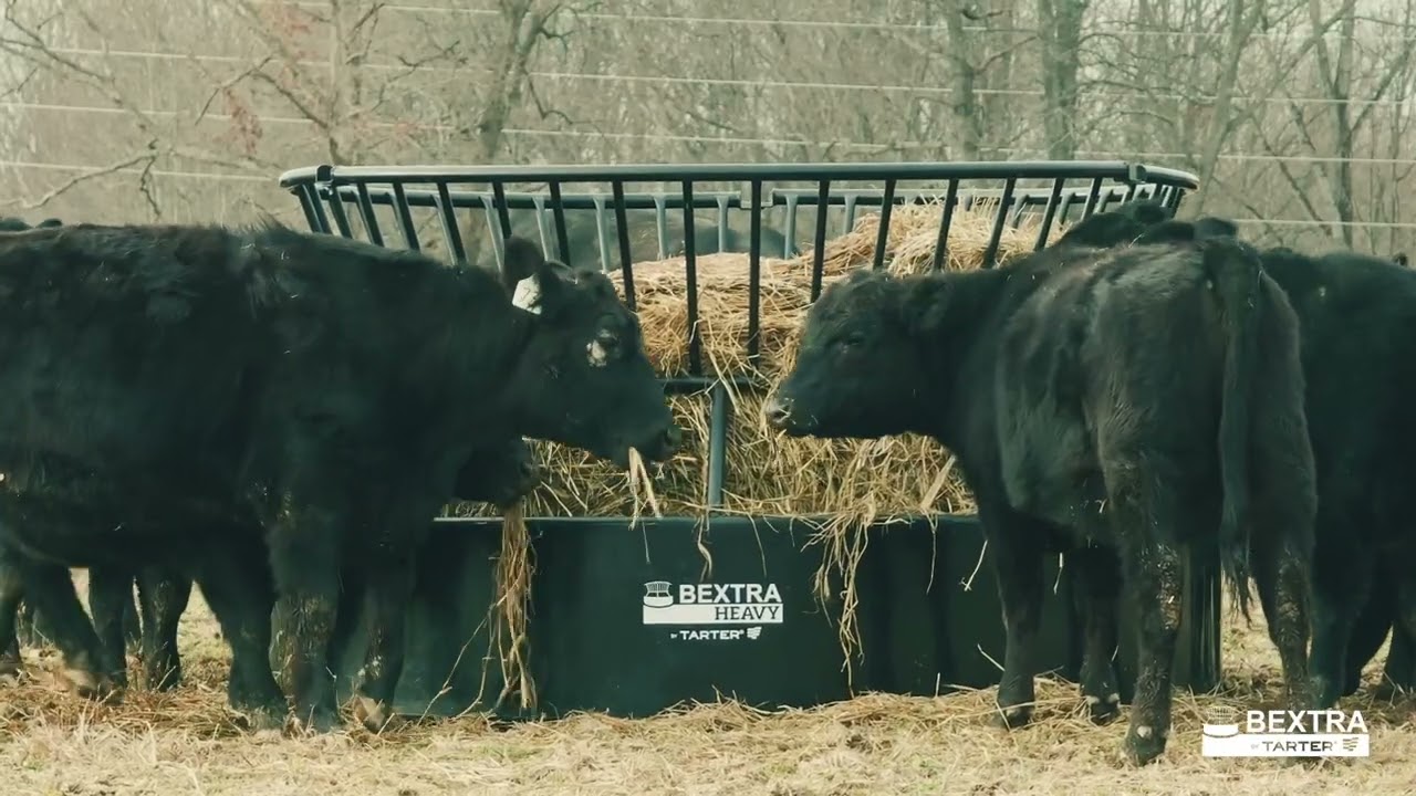Film preview of cattle eating hay from a black Bextra feeder outdoors.