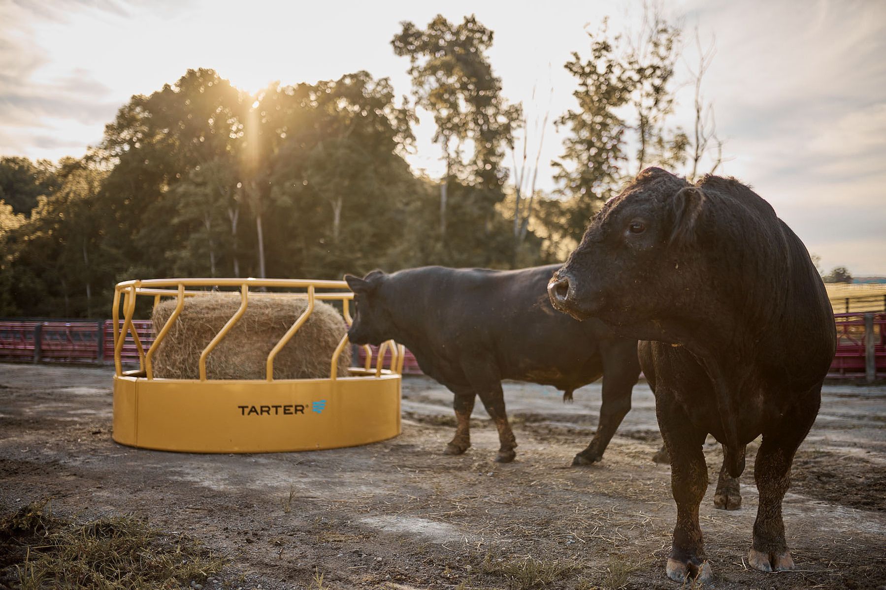 Black cattle gather around a yellow hay feeder in warm evening light.