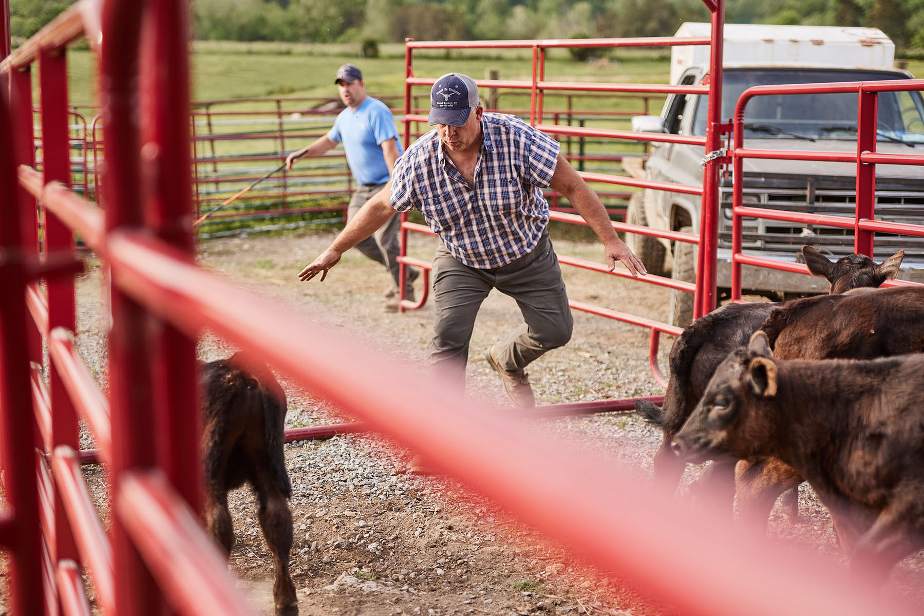 A farmer moves toward cattle inside a red-paneled outdoor livestock pen.