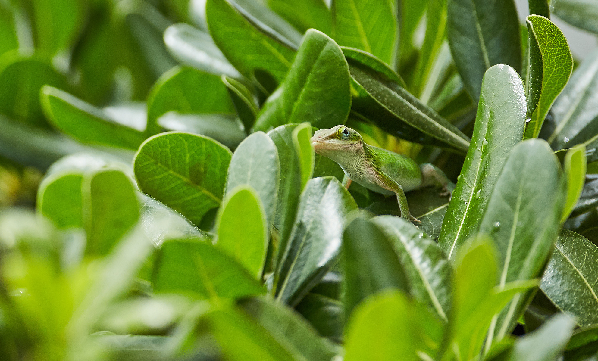 A small green lizard peers between thick green leaves in a close-up nature photograph.