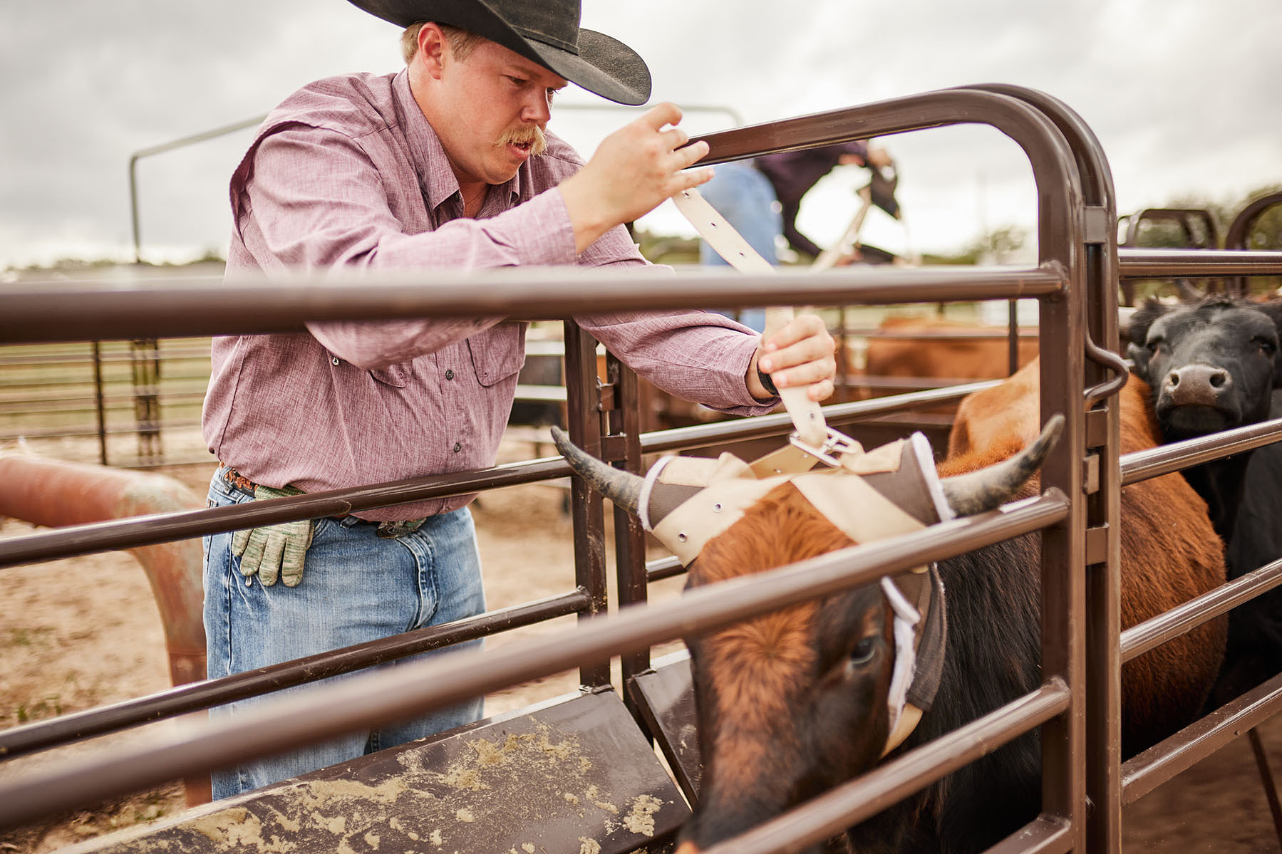 A cowboy operates a livestock gate beside a brown cow in a metal corral.