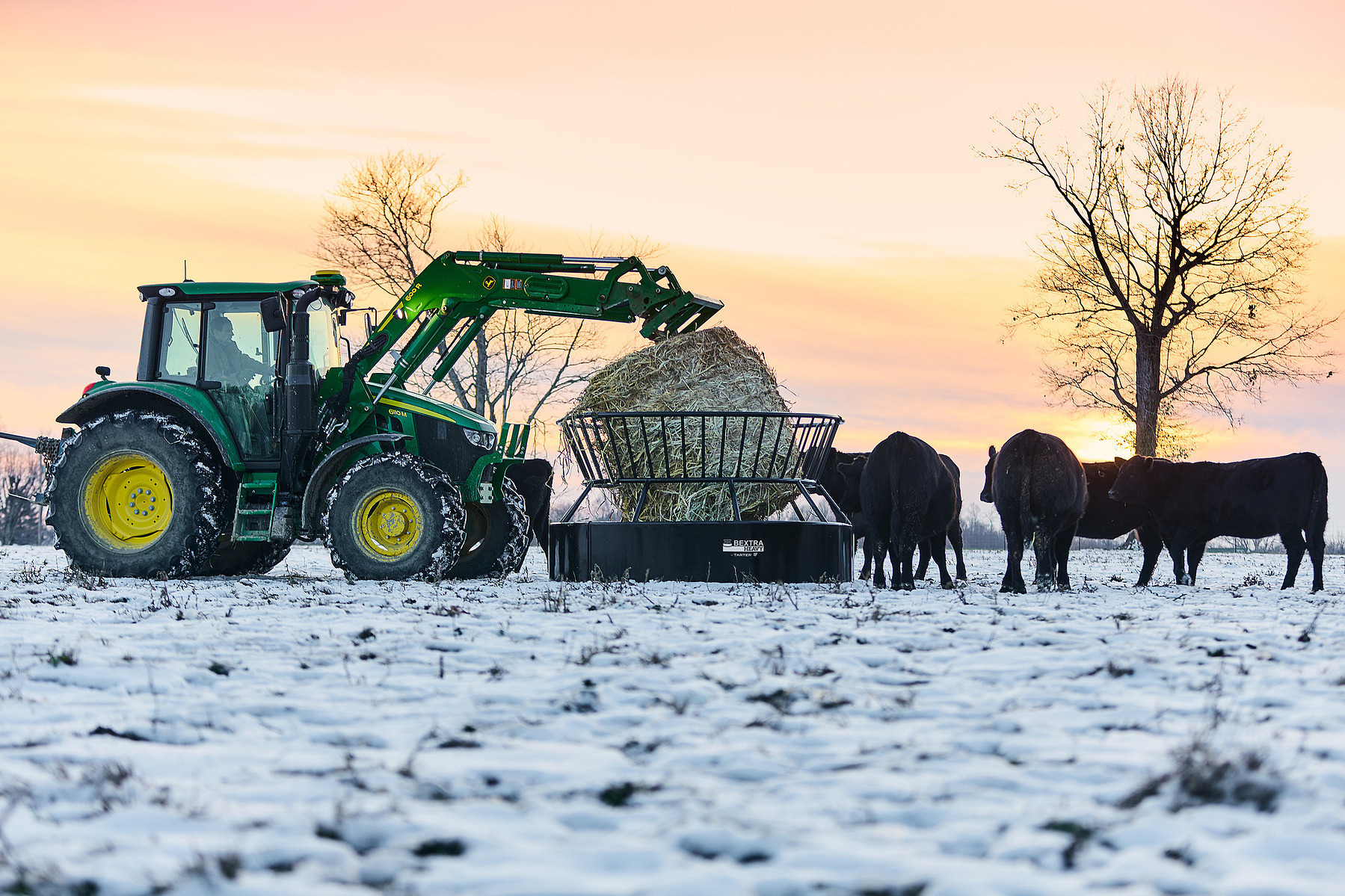 A tractor delivers a round hay bale to cattle in a snowy pasture at sunset.