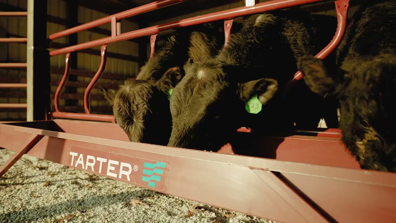 Film preview of cattle eating from a metal Tarter grain feeder behind red rails.