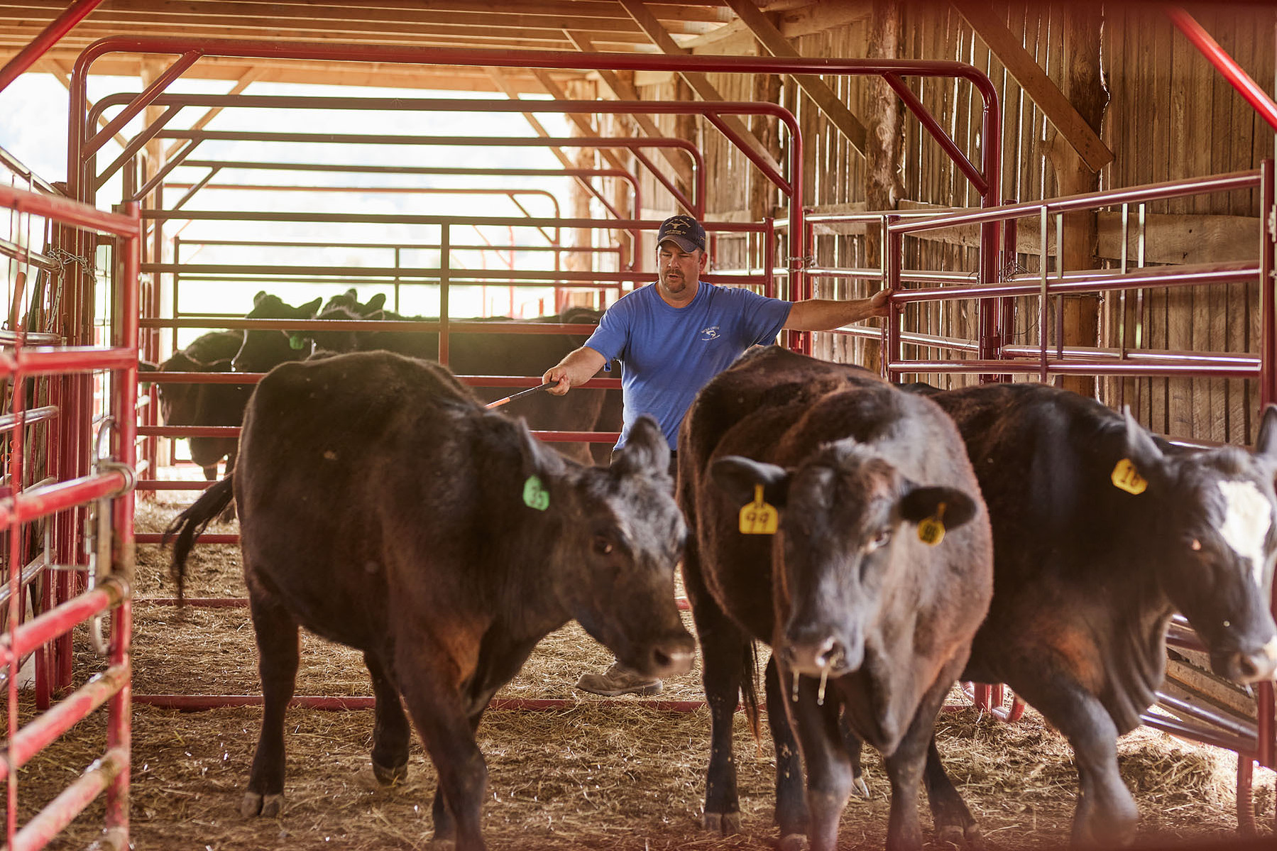 A handler stands behind a group of cattle in a barn lined with red livestock panels.