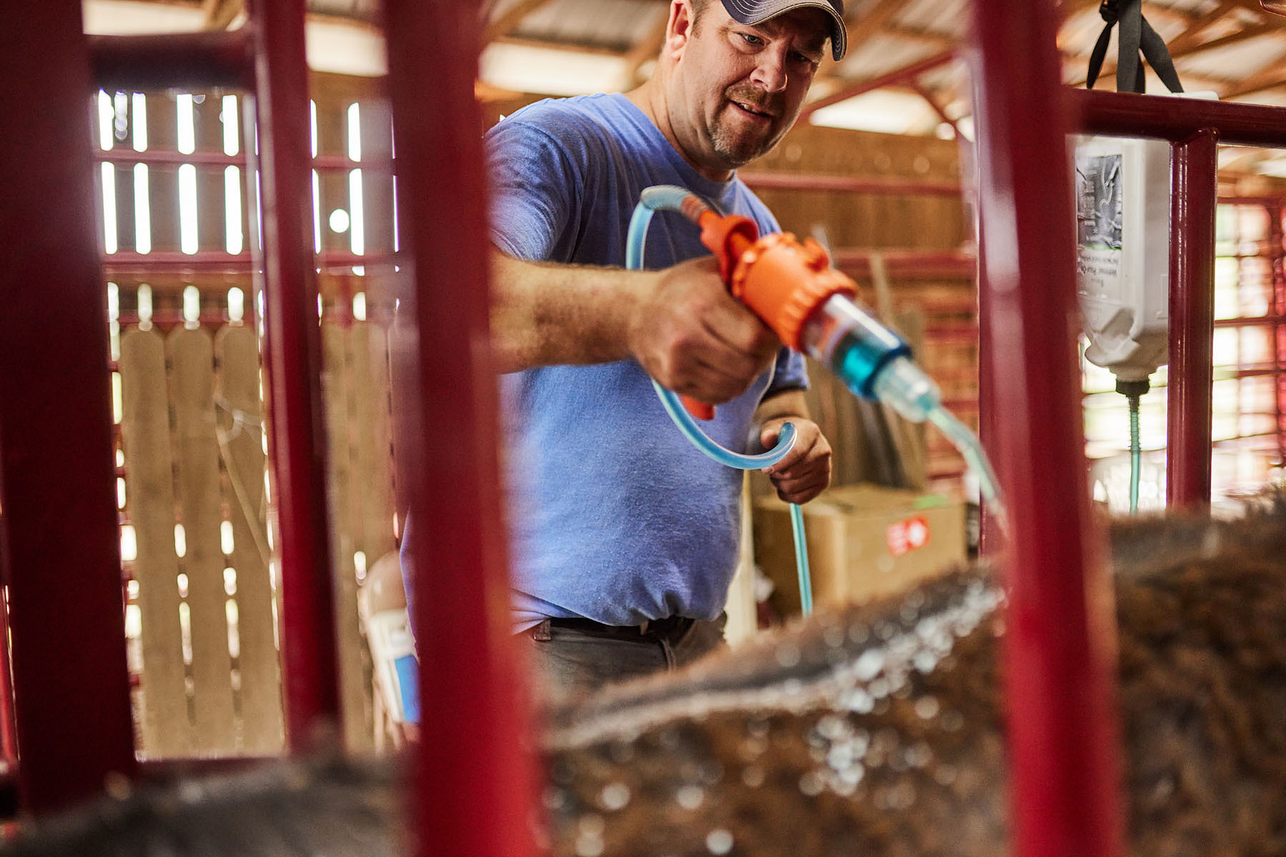 A farmer holds a livestock-care applicator through red corral rails inside a barn.