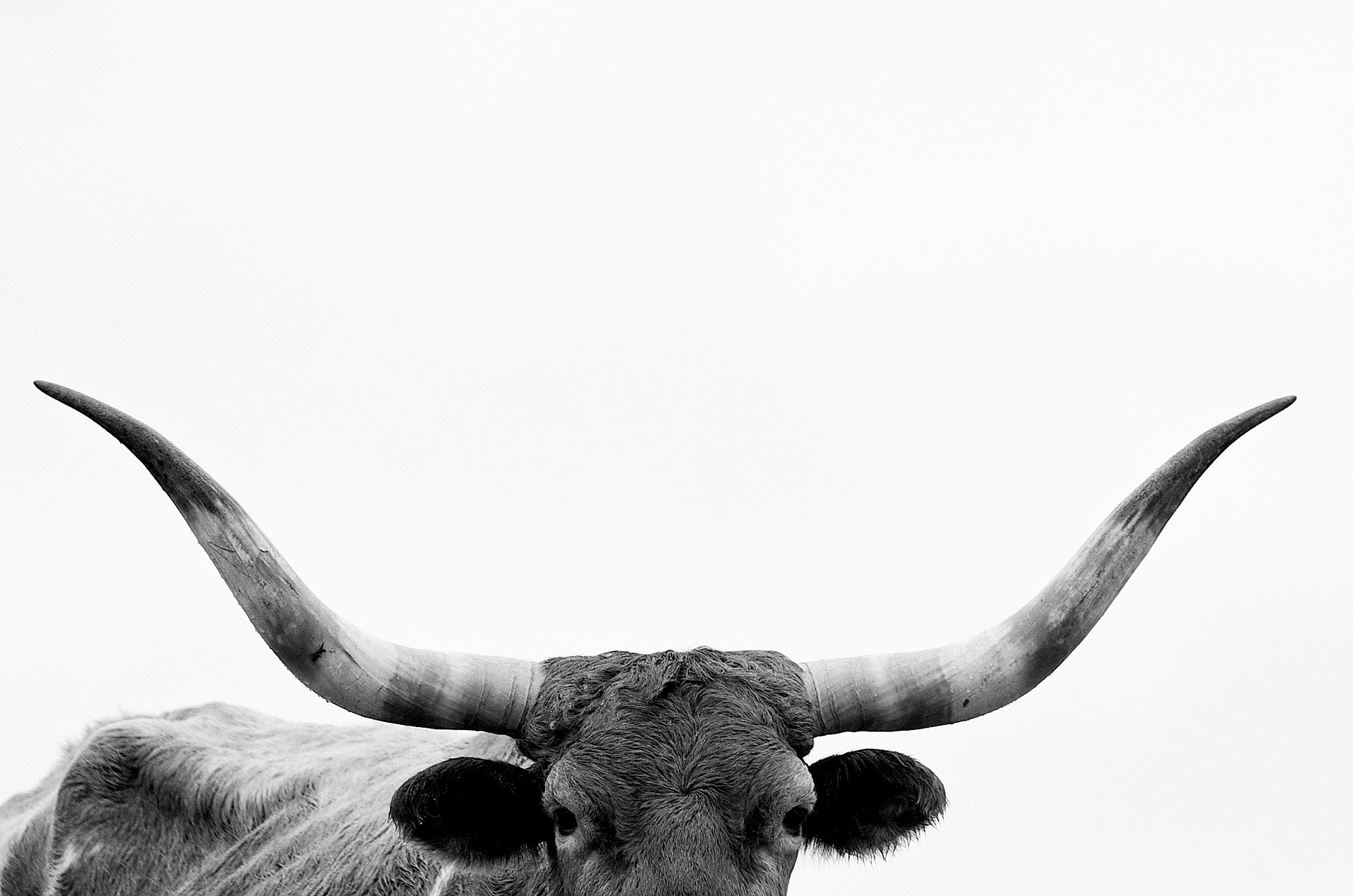 Black-and-white close-up of a longhorn cow with sweeping horns against a pale sky.