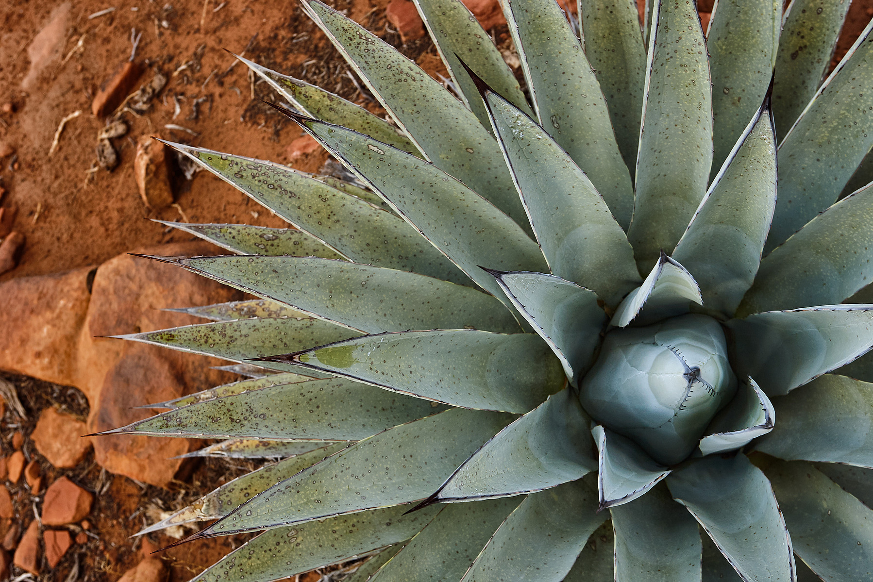 An overhead view of an agave plant with pointed blue-green leaves against reddish stone.